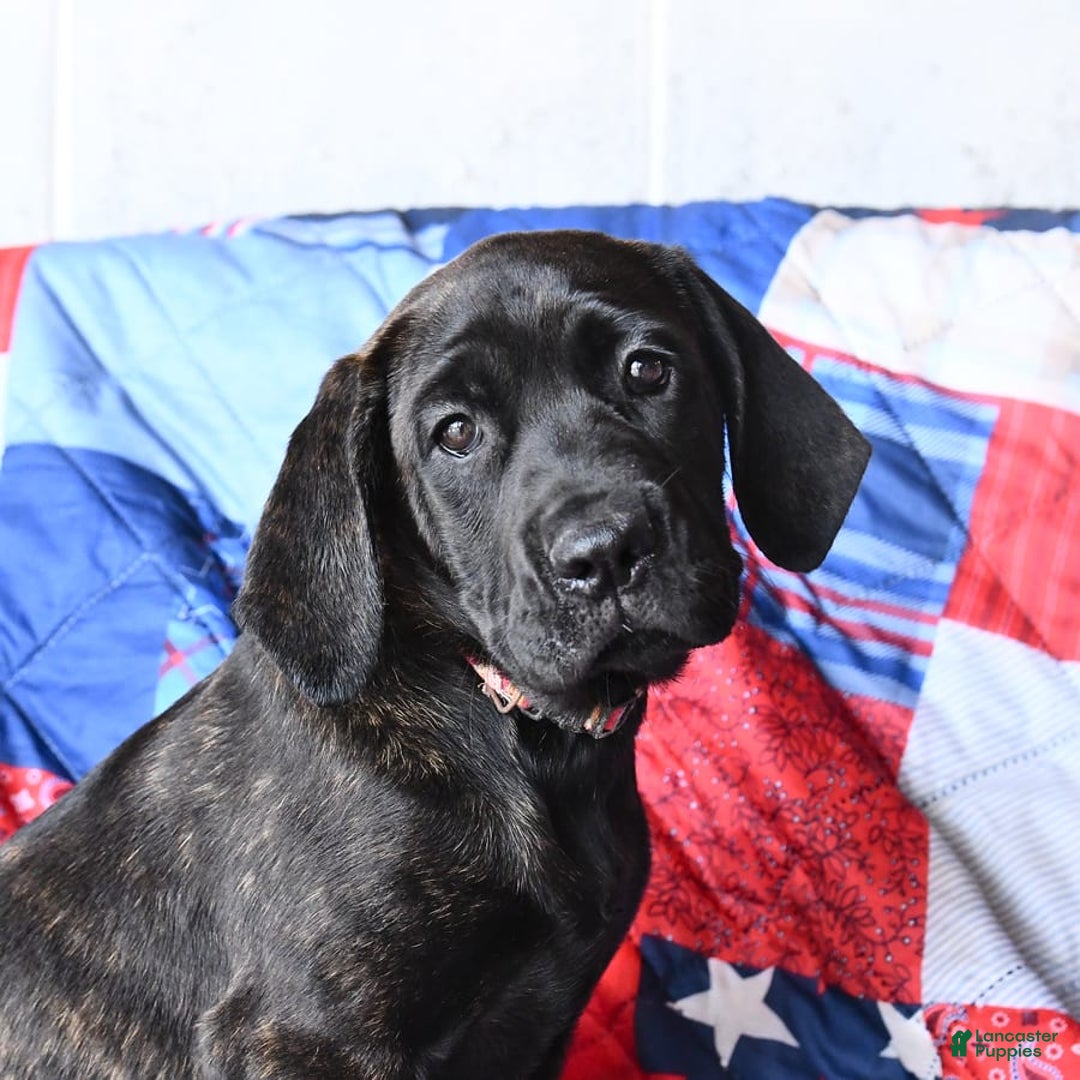 Cane Corso dogs for sale: Mia - Image 7