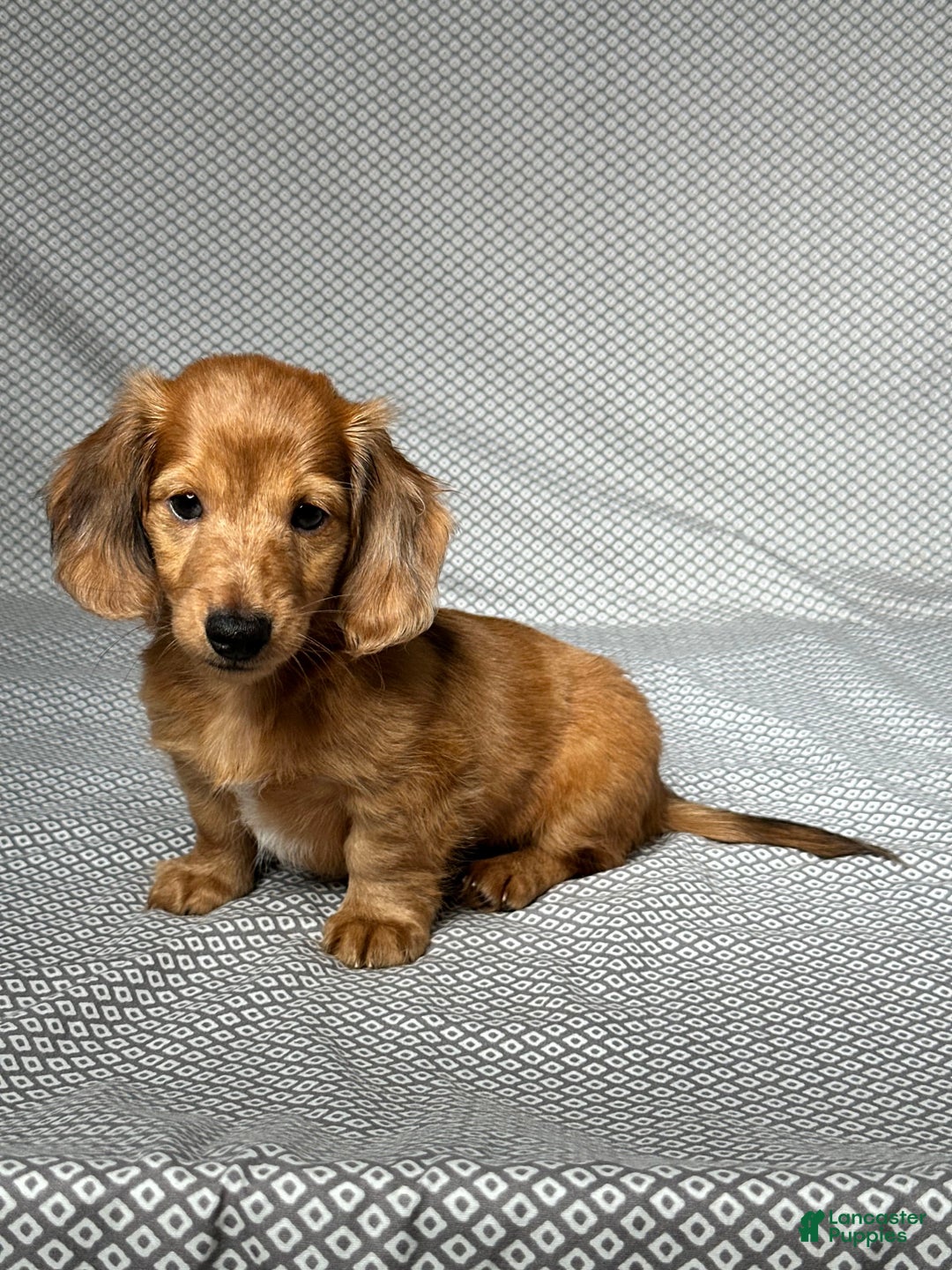 Miniature Dachshund dogs for sale: Parker - Image 2
