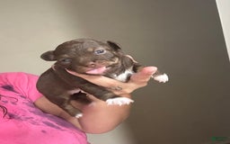 Chihuahua dogs for sale: N/a - Image 4