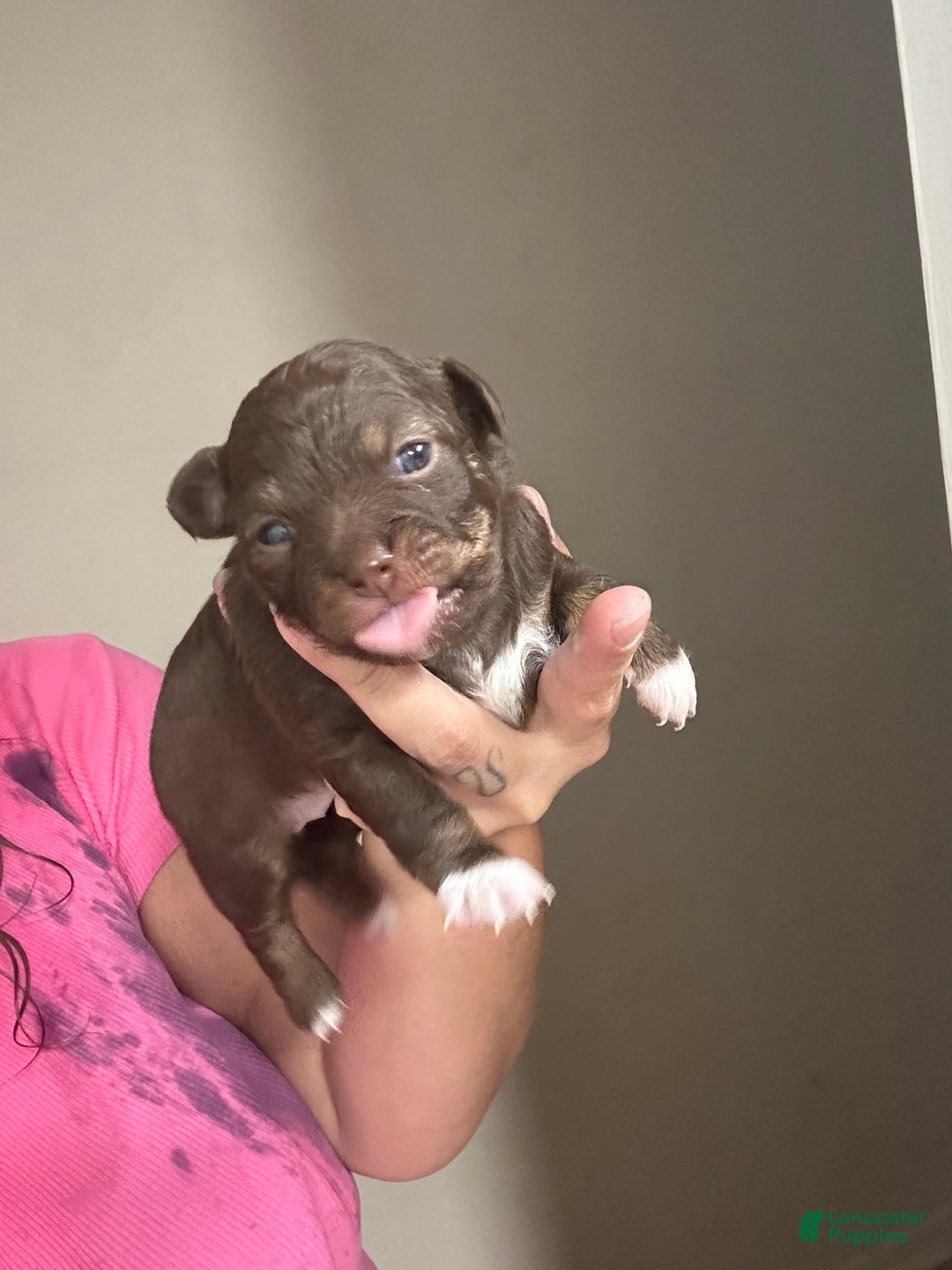 Chihuahua dogs for sale: N/a - Image 4