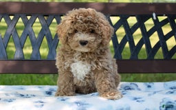 Miniature Poodle dogs for sale: Miniature Poodle 3 puppies - Image 10