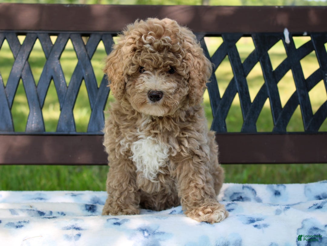 Miniature Poodle dogs for sale: Miniature Poodle 3 puppies - Image 10