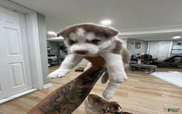 Siberian Husky dogs for sale: Rocky - Image 1