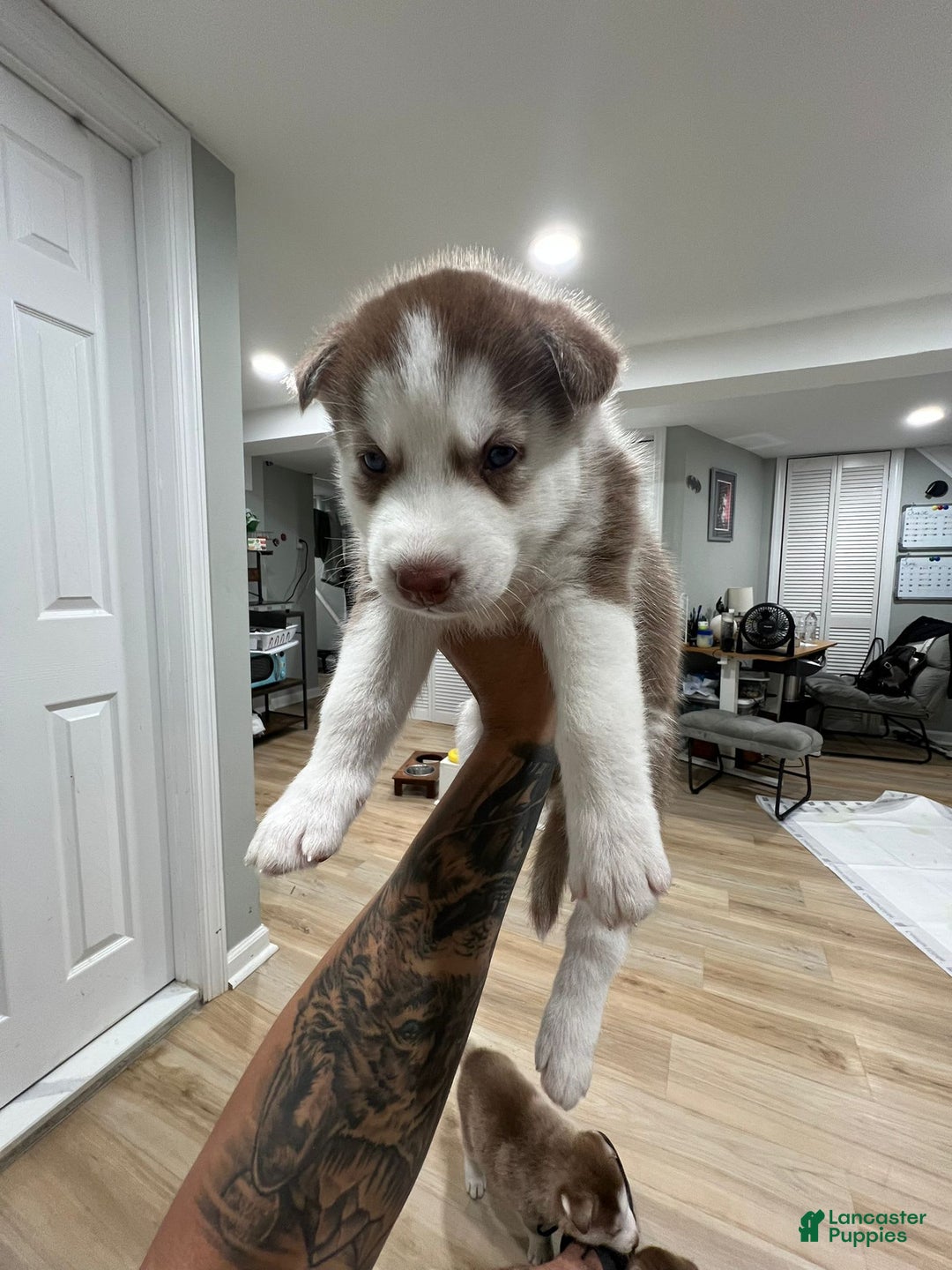 Siberian Husky dogs for sale: Rocky - Image 1