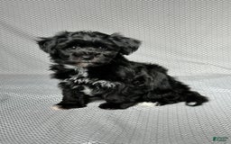 Yochon dogs for sale: Penny - Image 2