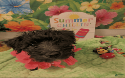 Miniature Schnauzer dogs for sale: Sassy Midnight - Image 2