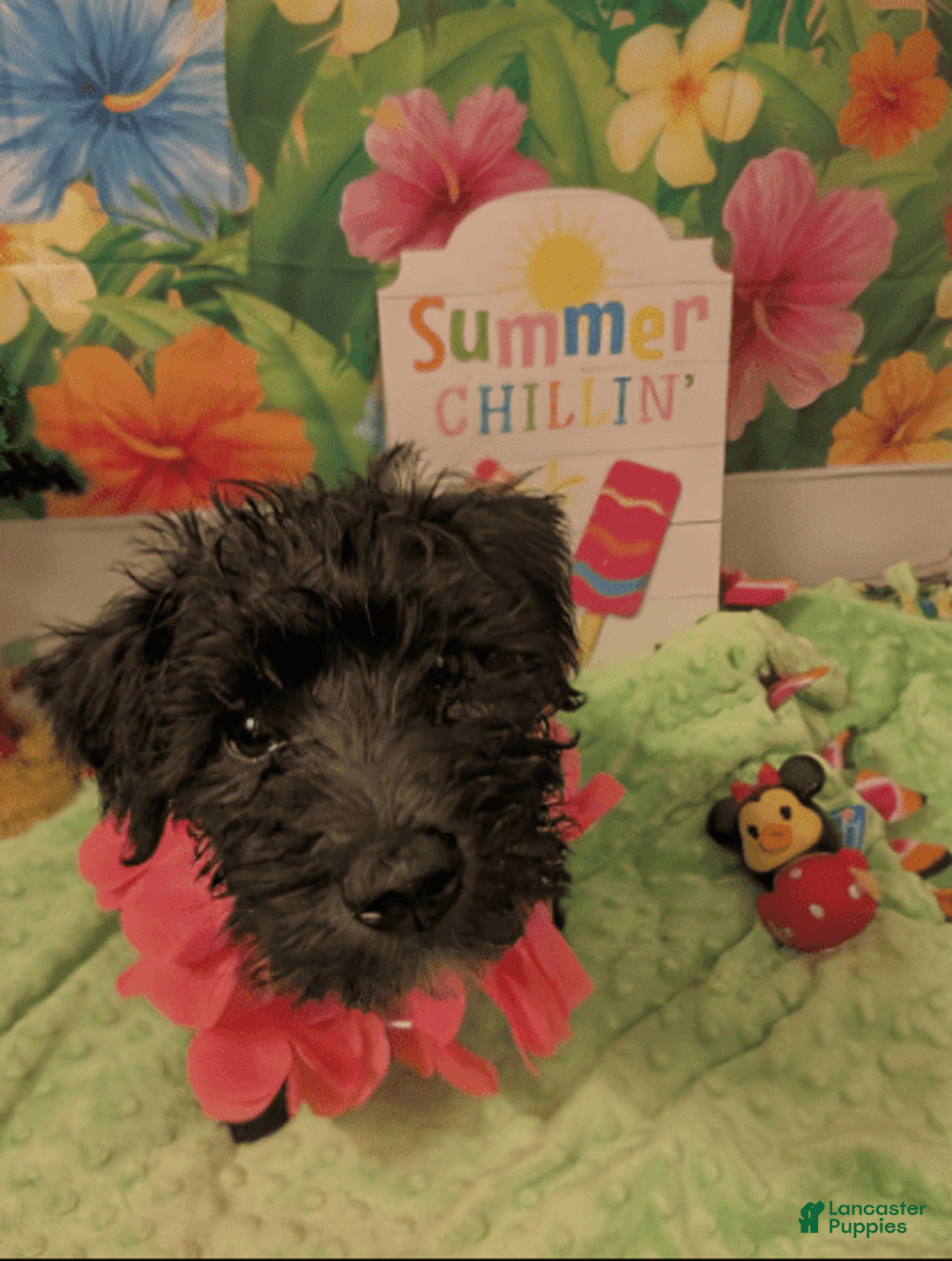 Miniature Schnauzer dogs for sale: Sassy Midnight - Image 2
