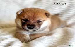 Shiba Inu dogs for sale: axel - Image 1