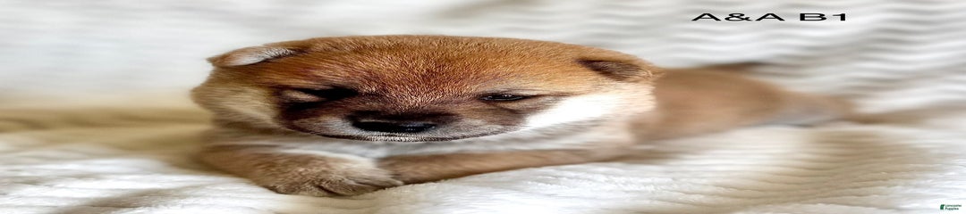 axel