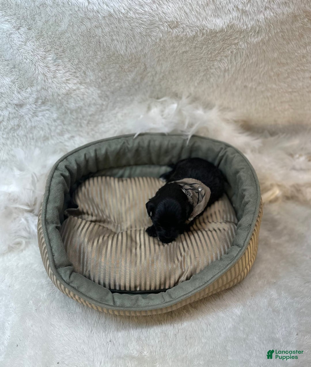 Morkie dogs for sale: Scottie - Image 5