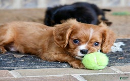 Cavalier King Charles Spaniel dogs for sale: Louie - Image 11