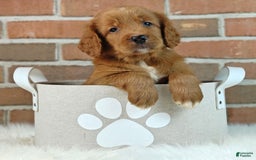 Goldendoodle dogs for sale: River - Image 10