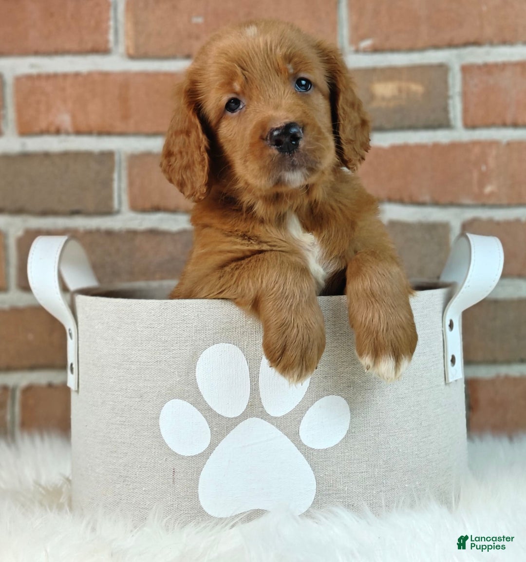 Goldendoodle dogs for sale: River - Image 10