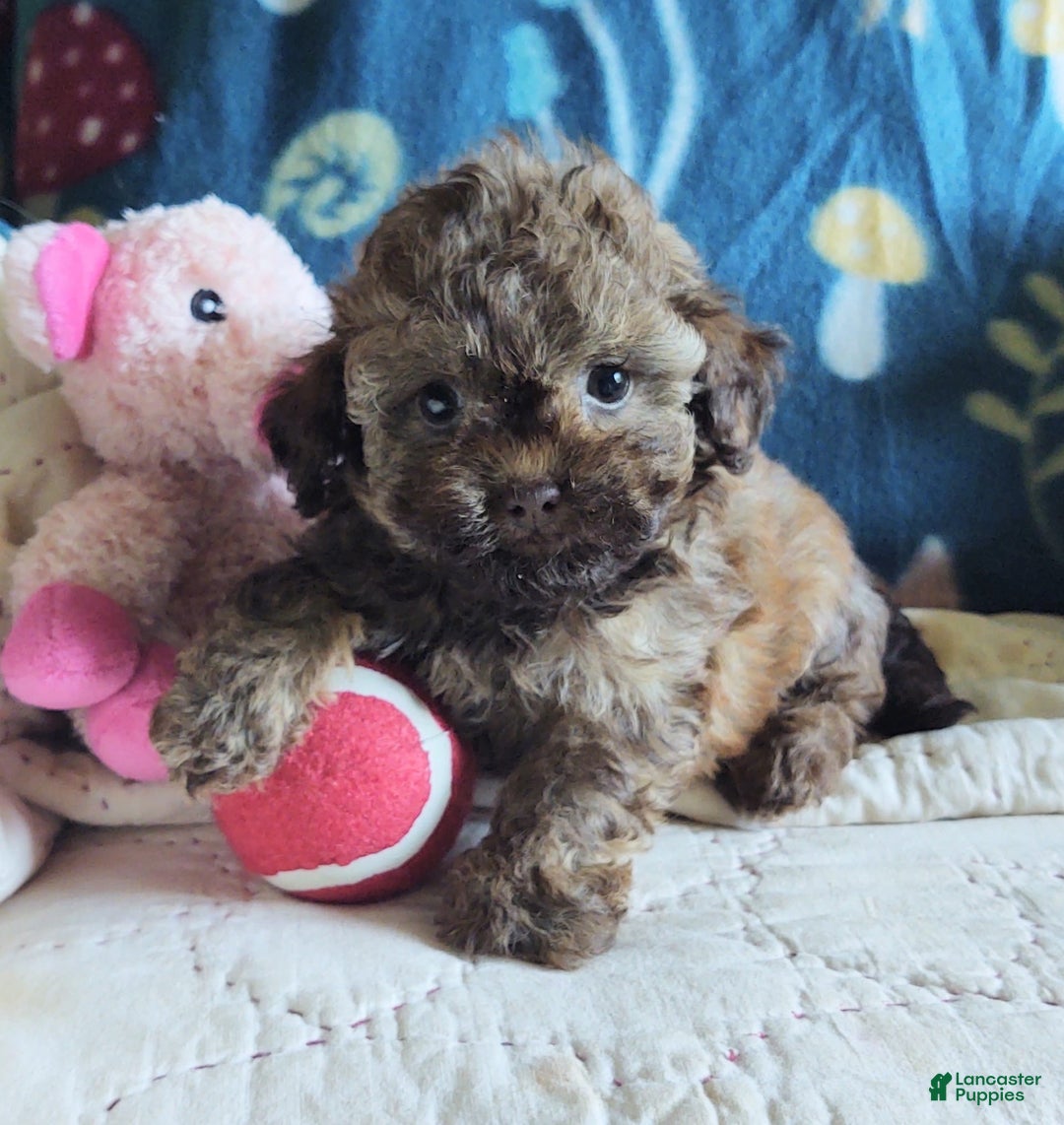 Maltipoo dogs for sale: Chocolate Peanut - Image 26