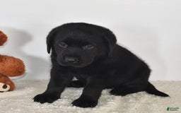 Labrador Retriever dogs for sale: Chloe - Image 14