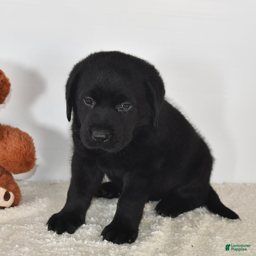 Labrador Retriever dogs for sale: Chloe - Image 14