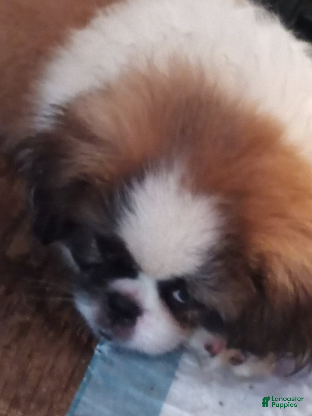 Pekingese dogs for sale: Charlie - Image 13