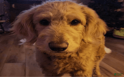 Goldendoodle dogs for sale: Dutch - Image 9