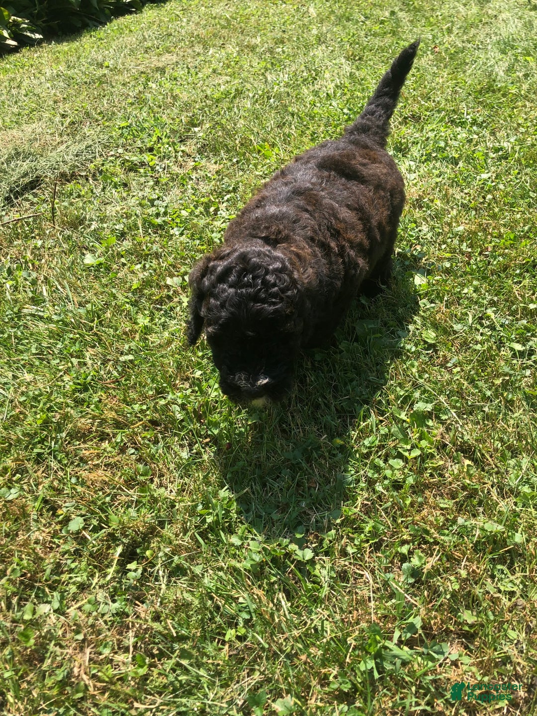 Goldendoodle dogs for sale: Willow - Image 2