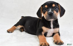 Beabull dogs for sale: Theo - Image 3