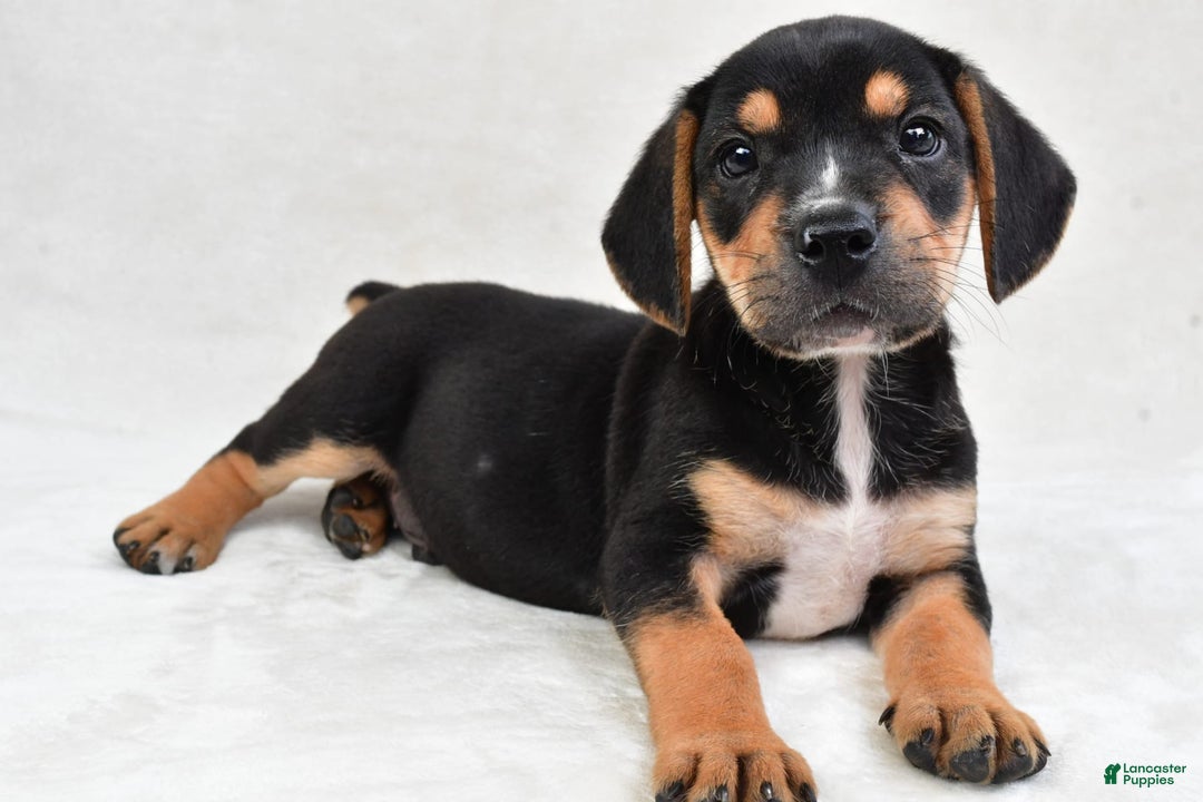 Beabull dogs for sale: Theo - Image 3