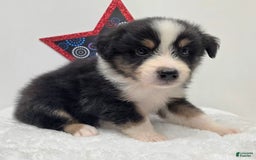 Australian Shepherd dogs for sale: Kal - Image 1