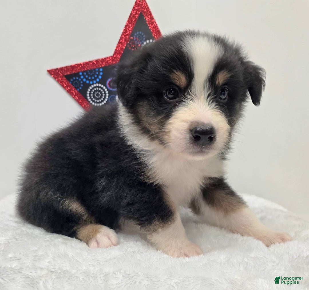 Australian Shepherd dogs for sale: Kal - Image 1
