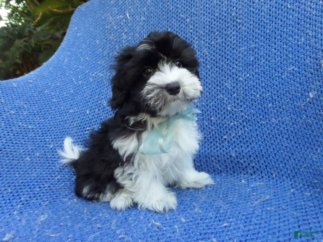 Malshi dogs for sale: Maxy - Image 1