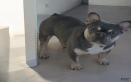 French Bulldog dogs for sale: Rolex - Image 2