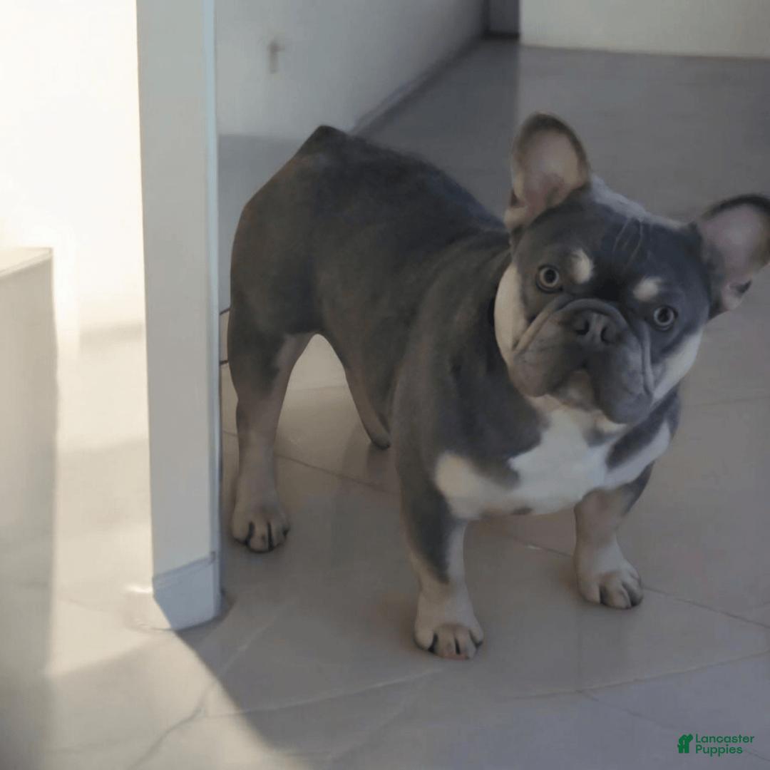 French Bulldog dogs for sale: Rolex - Image 2