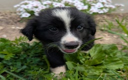 Miniature Australian Shepherd dogs for sale: Elephant Ear - Image 1
