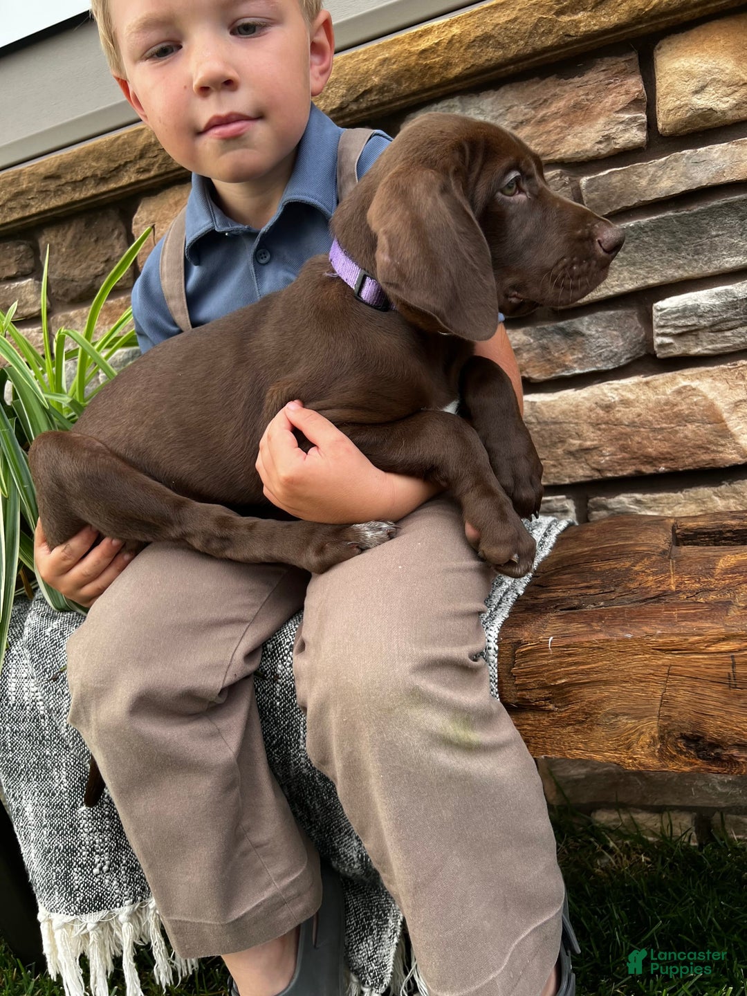 German Shorthaired Pointer dogs for sale: Jody - Image 3