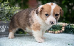Welsh Corgi Pembroke dogs for sale: Brier - Image 5