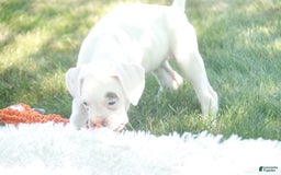 Boxer dogs for sale: Sadie - Image 7