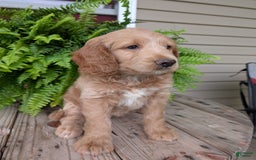 Goldendoodle dogs for sale: Lolly - Image 39