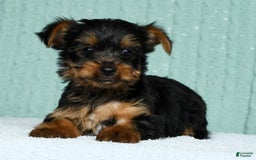 Yorkshire Terrier dogs for sale: Andy - Image 2