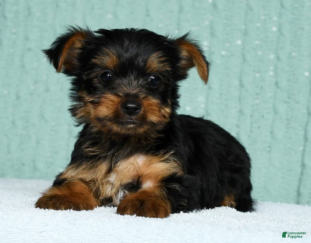 Yorkshire Terrier dogs for sale: Andy - Image 2