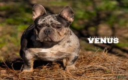 French Bulldog dogs for sale: Venus - Image 2