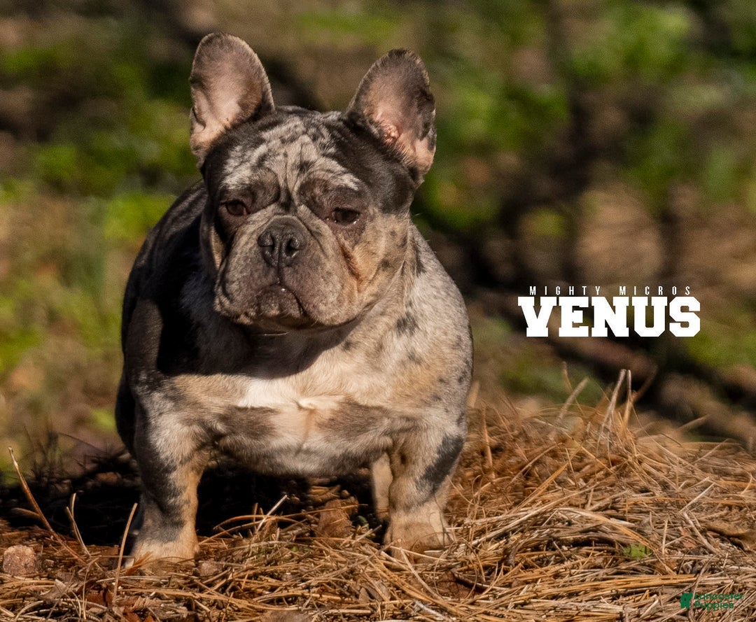 French Bulldog dogs for sale: Venus - Image 2