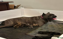 Cane Corso dogs for sale: Draco - Image 6