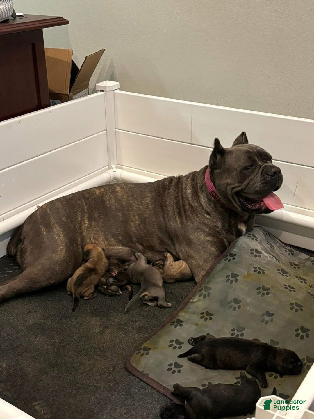 Cane Corso dogs for sale: Draco - Image 6
