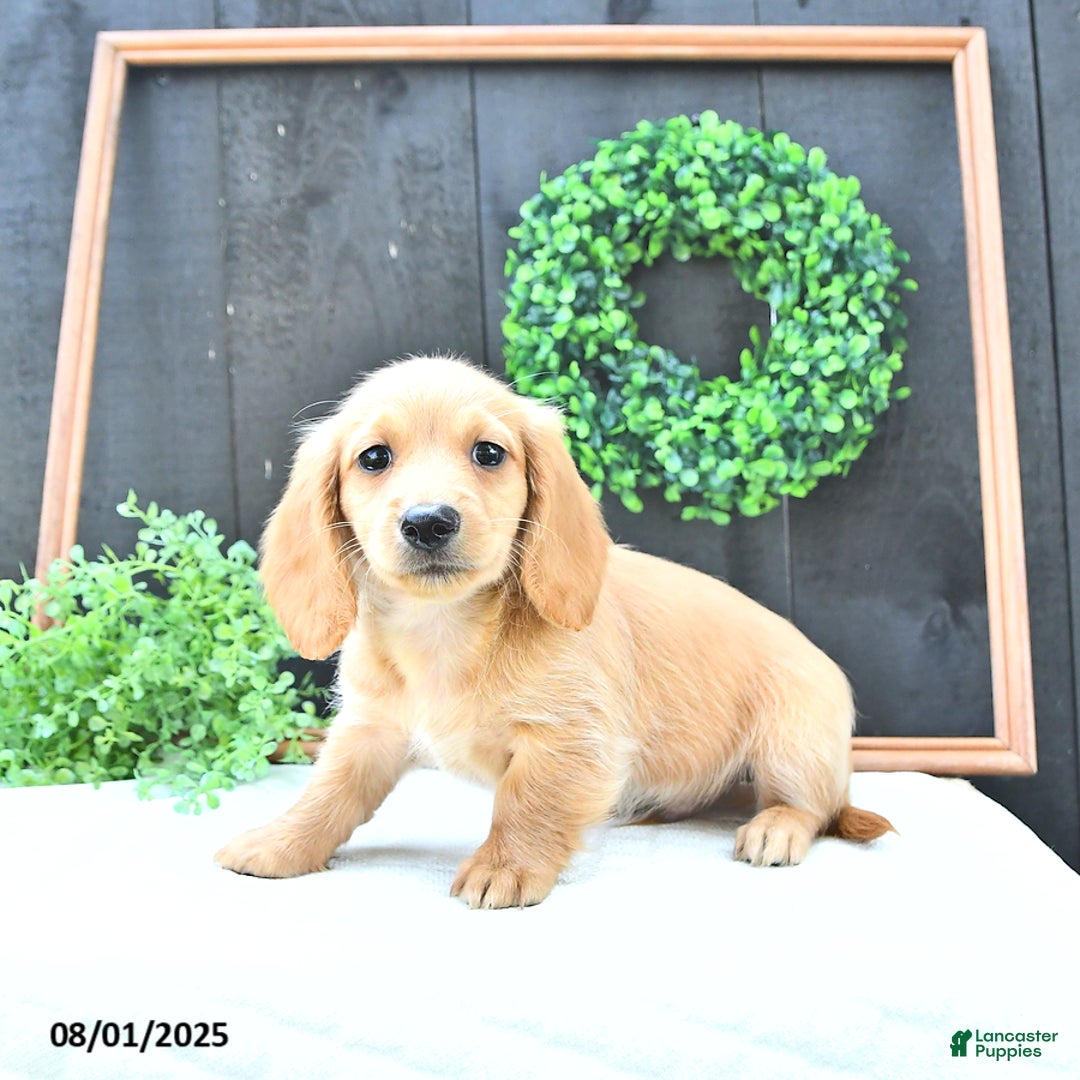 Dachshund dogs for sale: Benson - Image 1