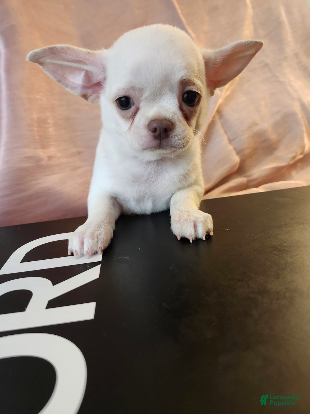 Chihuahua dogs for sale: Lord - Image 5