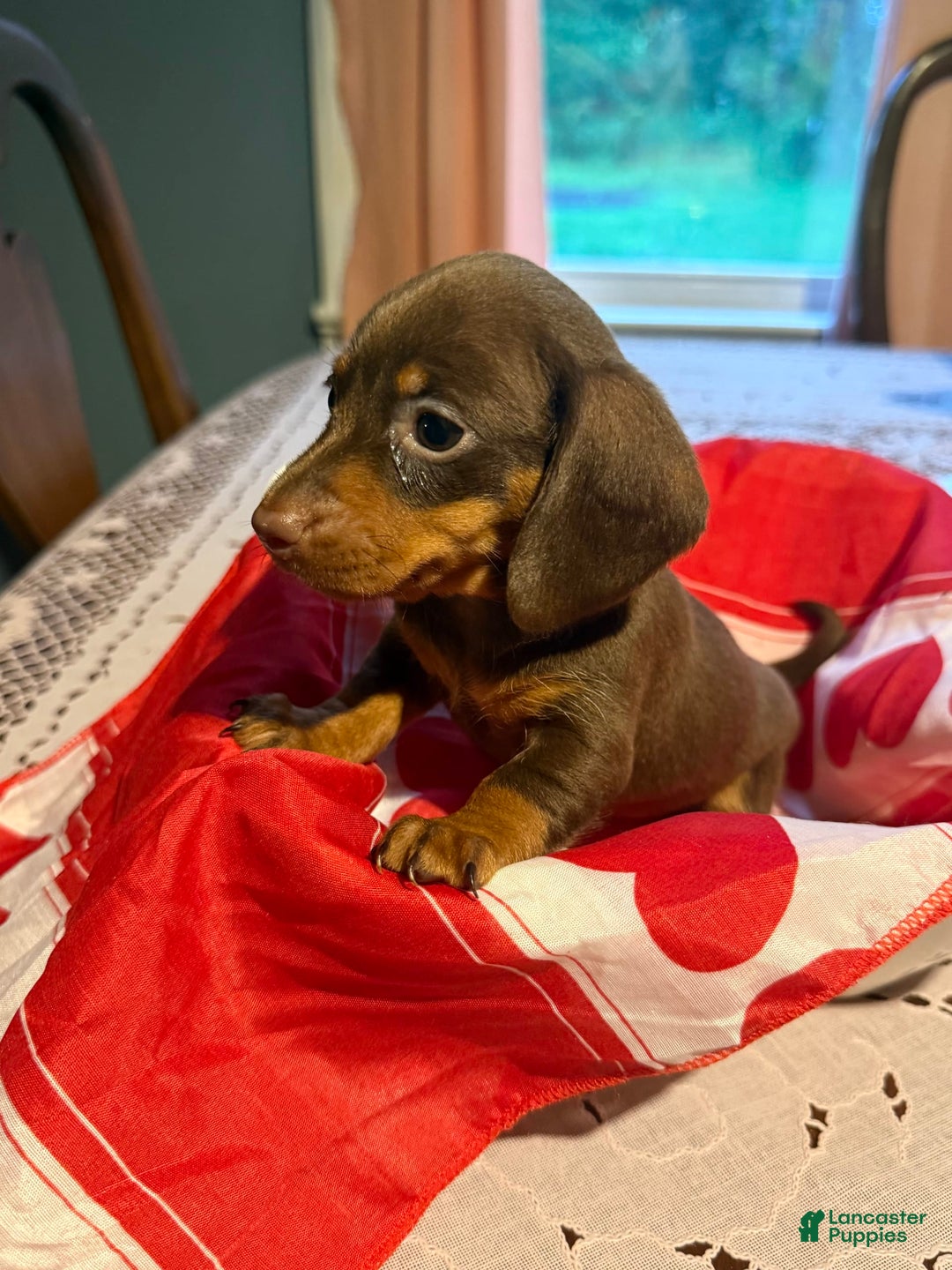 Miniature Dachshund dogs for sale: Lady - Image 1