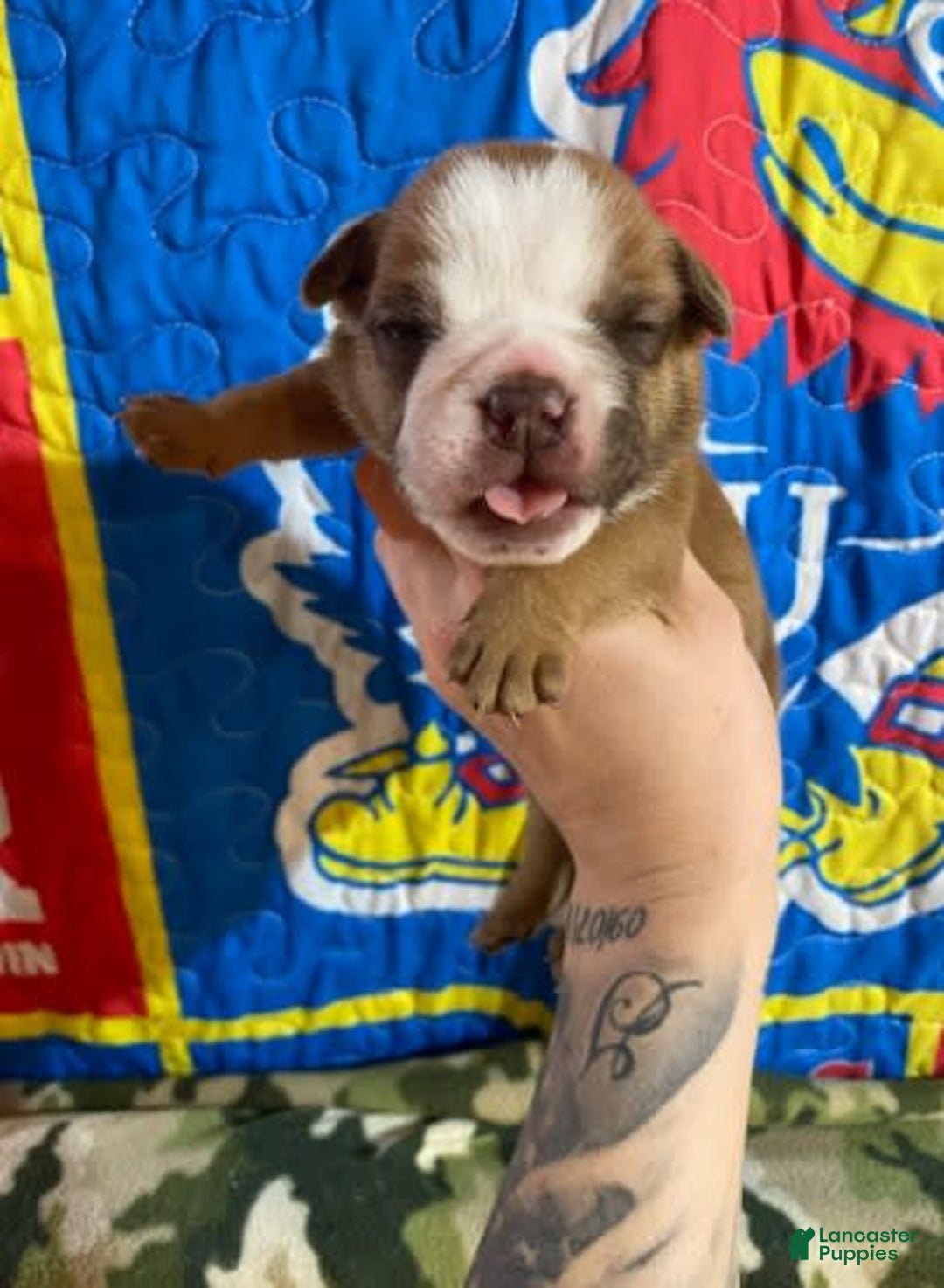 American Bulldog dogs for sale: Big Red - Image 2