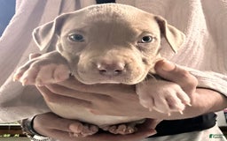 American Bully dogs for sale: Loc - Image 1