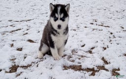 Siberian Husky dogs for sale: Lucy - Image 4