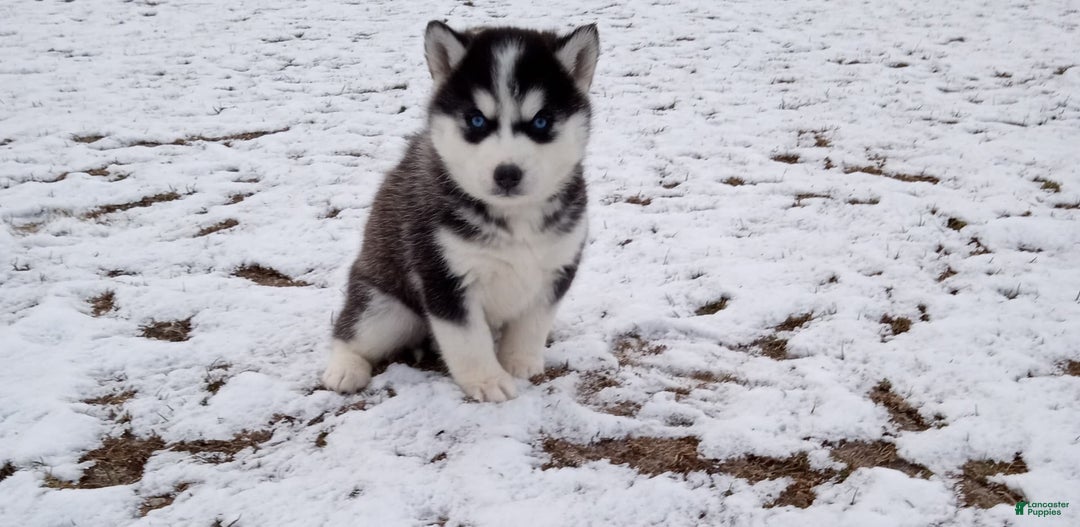 Siberian Husky dogs for sale: Lucy - Image 4