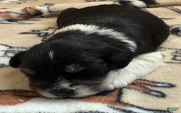 Miniature Schnauzer dogs for sale: Halo - Image 2