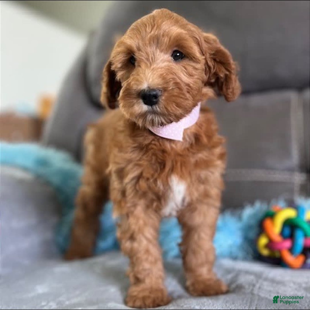 Mini Goldendoodle dogs for sale: Missy - Image 4